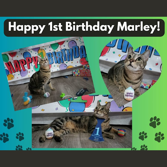 Photo of Marley