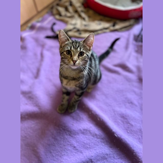 Photo of Quincy   Located In Preston From October 18