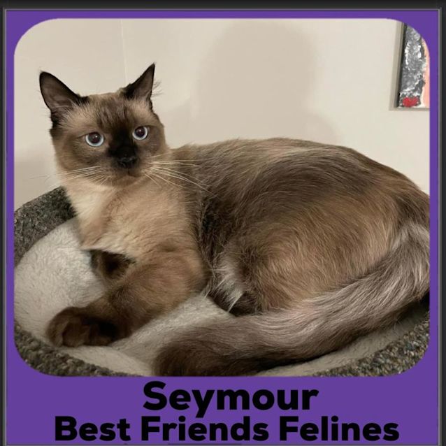 Photo of Seymour