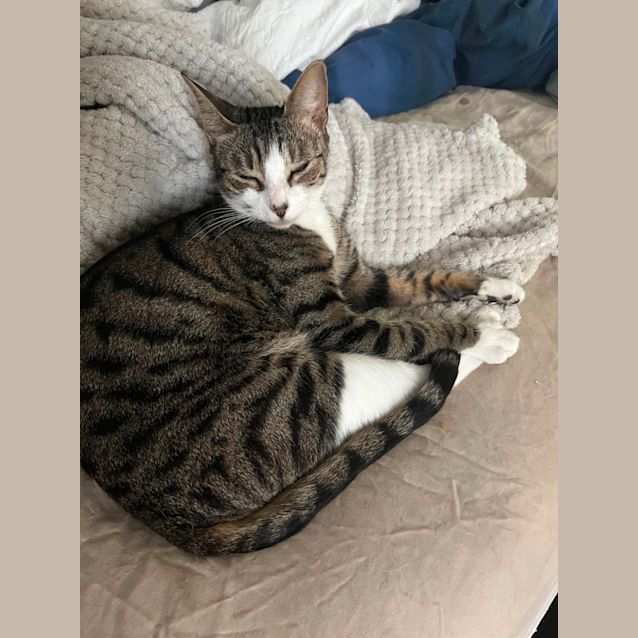 Photo of Olive