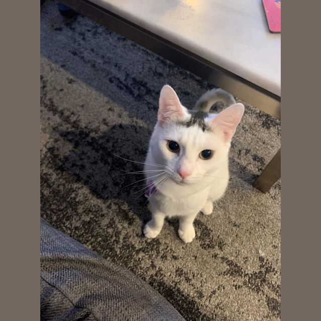 Photo of 🌸Petal🌸