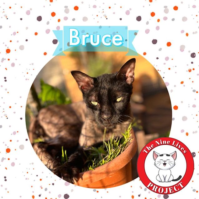Photo of Bruce *9 Lives Project Rescue*