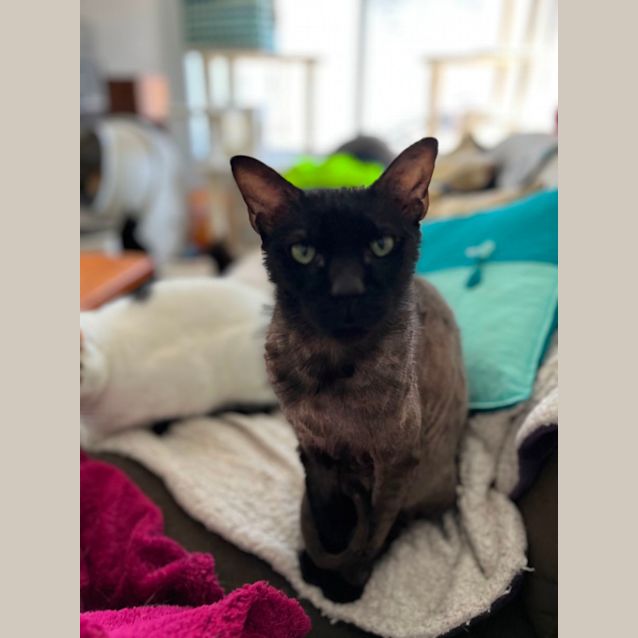 Photo of Bruce *9 Lives Project Rescue*