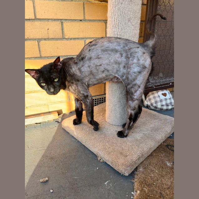 Photo of Bruce *9 Lives Project Rescue*