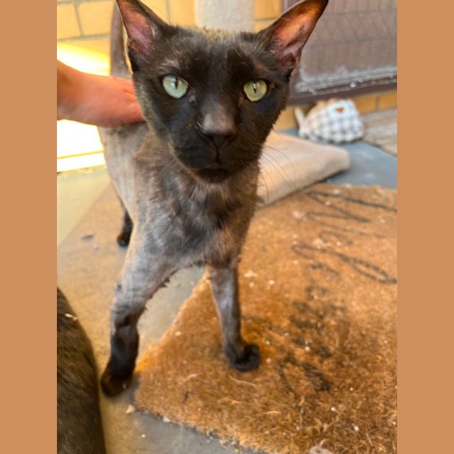 Photo of Bruce *9 Lives Project Rescue*