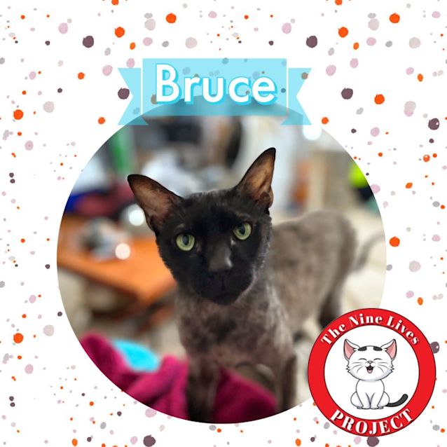Photo of Bruce *9 Lives Project Rescue*
