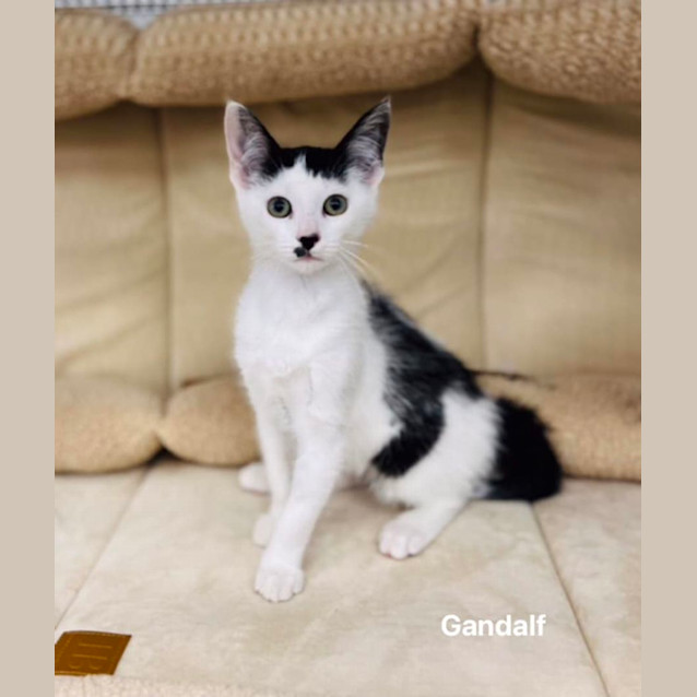 Photo of Gandolf