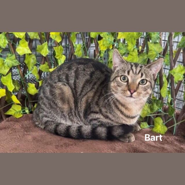 Photo of Bart