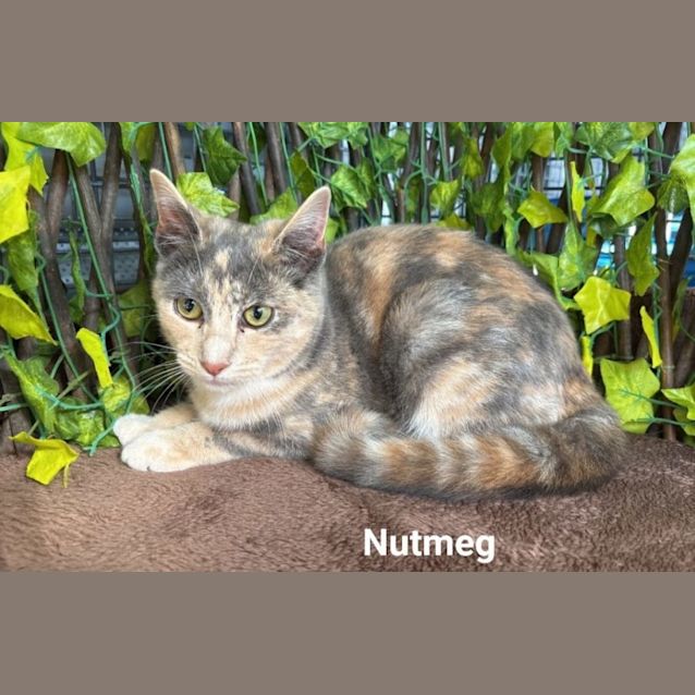 Photo of Nutmeg