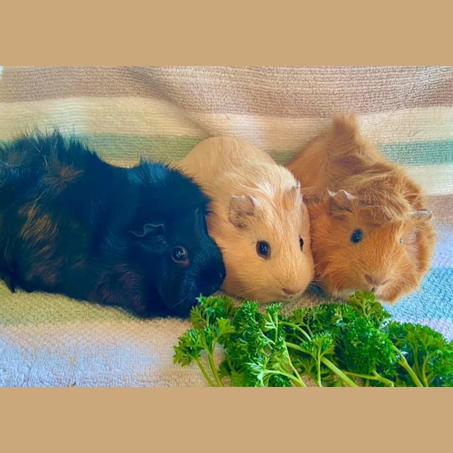 Photo of Bramble, Honeysuckle, Marigold