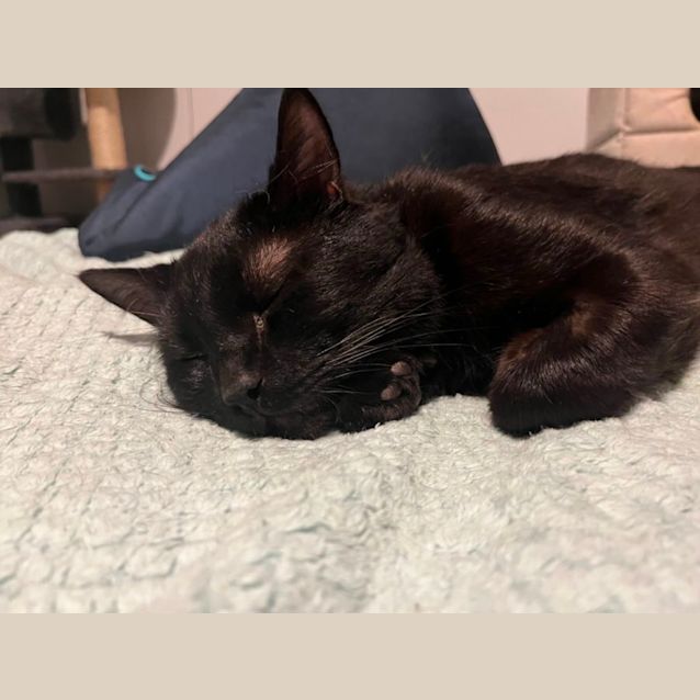 Photo of Loki *9 Lives Project Rescue*