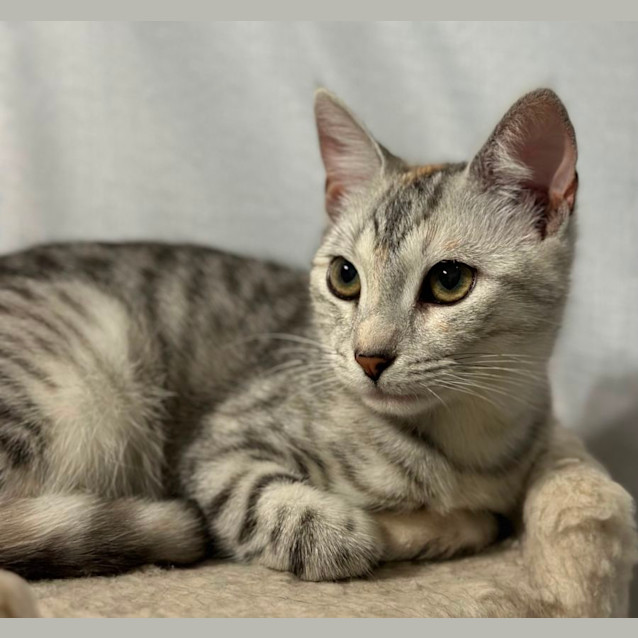 Photo of Willow 😻