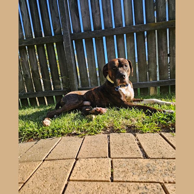 Photo of Bronco *$250 Adoption Fee*