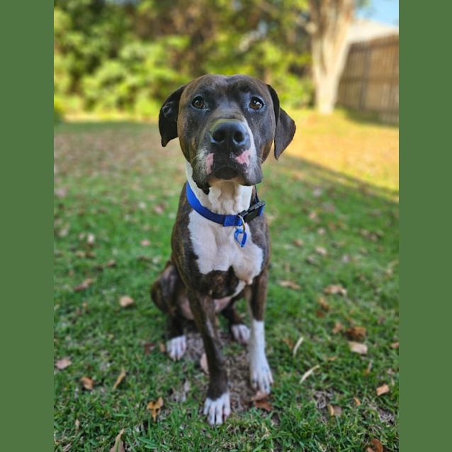 Photo of Bronco *$250 Adoption Fee*