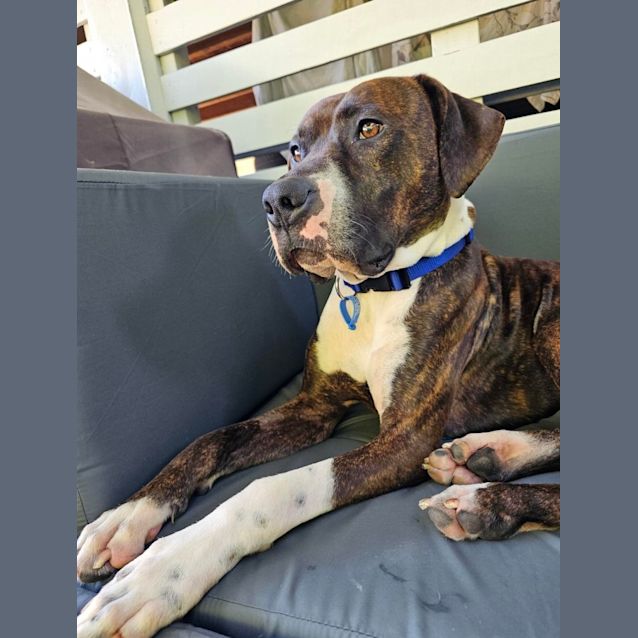 Photo of Bronco *$250 Adoption Fee*