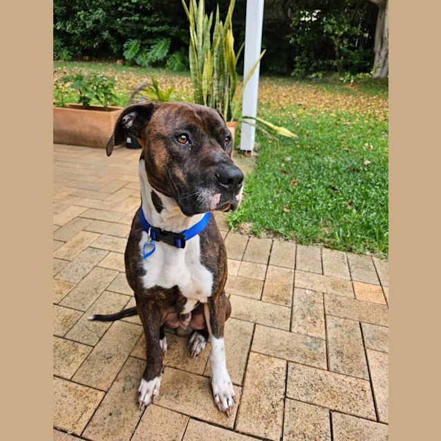 Photo of Bronco *$250 Adoption Fee*