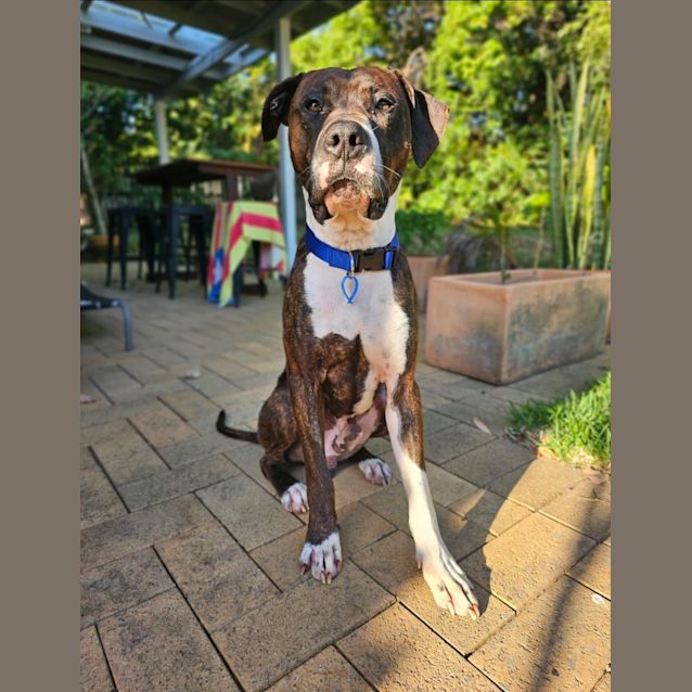 Photo of Bronco *$250 Adoption Fee*