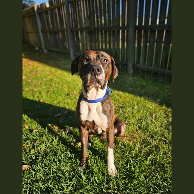 Photo of Bronco *$250 Adoption Fee*
