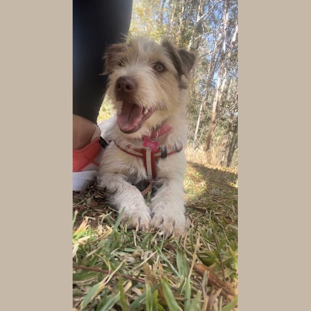 Photo of Margot *$150 Adoption Fee*