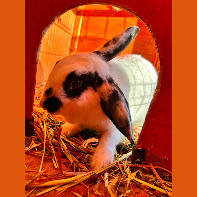 Photo of Marshmallow