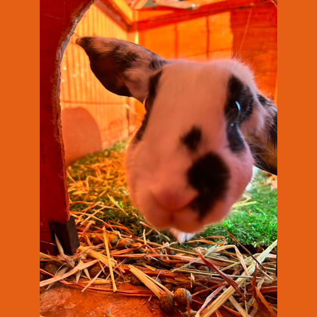 Photo of Marshmallow