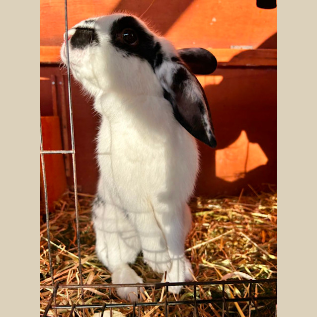 Photo of Marshmallow