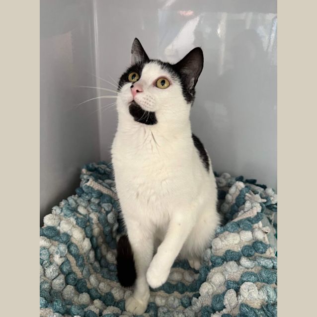 Photo of Brother Cat