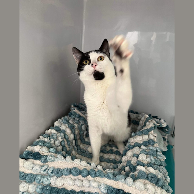 Photo of Brother Cat