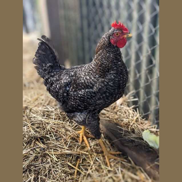 Photo of 🐔Chickira Stk135 🐔