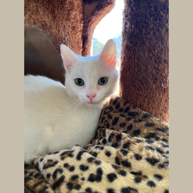 Photo of Lucky *9 Lives Project Rescue*