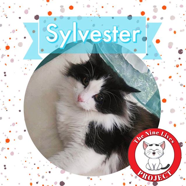 Photo of Sylvester *9 Lives Project Rescue*