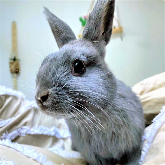 Photo of Honey ( Bonded To Maple)