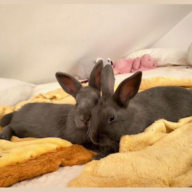 Photo of Maple ( Bonded To Honey )
