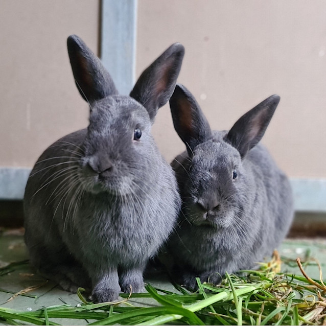 Photo of Maple ( Bonded To Honey )