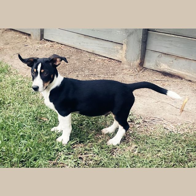 Photo of Hunter   12 Week Old Kelpie X Dachshund (Trial)