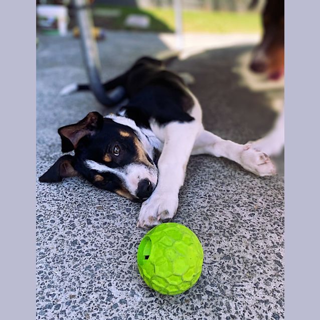 Photo of Hunter   12 Week Old Kelpie X Dachshund (Trial)