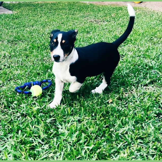 Photo of Hunter   12 Week Old Kelpie X Dachshund (Trial)