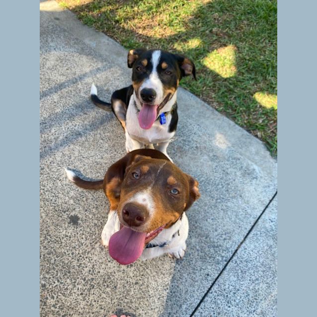 Photo of Hunter   12 Week Old Kelpie X Dachshund (Trial)