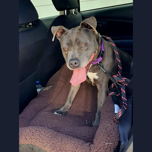 Photo of Bindi