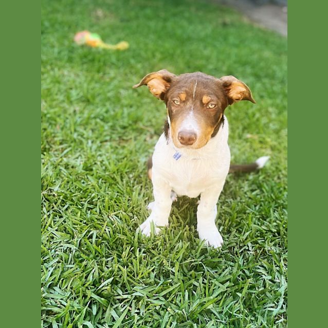 Photo of Spark   12 Week Old Dachshund X Kelpie (Trial)