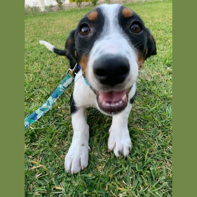 Photo of Tank   3 Month Old Kelpie X Dachshund (Trial)