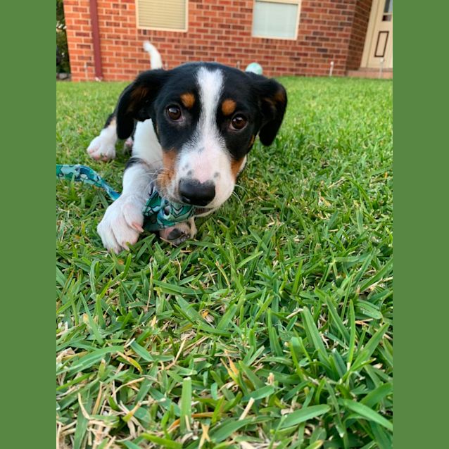 Photo of Tank   3 Month Old Kelpie X Dachshund (Trial)