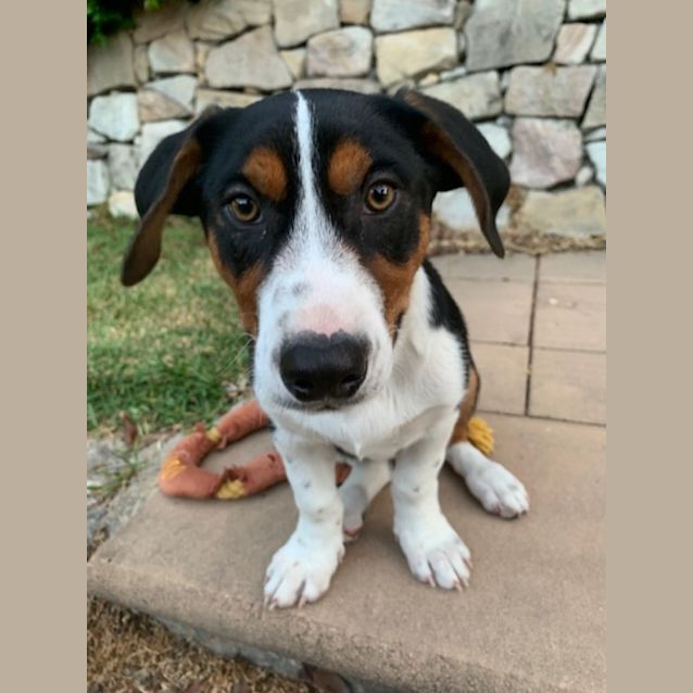 Photo of Boss   3 Month Old Kelpie X Dachshund (Trial)