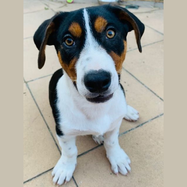 Photo of Boss   3 Month Old Kelpie X Dachshund (Trial)