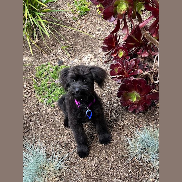 Photo of Angus   5 Month Old Poodle (Trial)