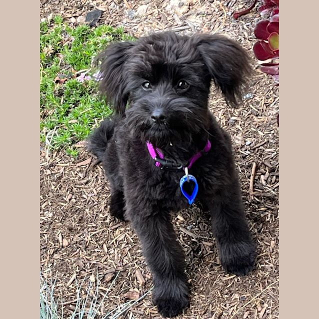 Photo of Angus   5 Month Old Poodle (Trial)