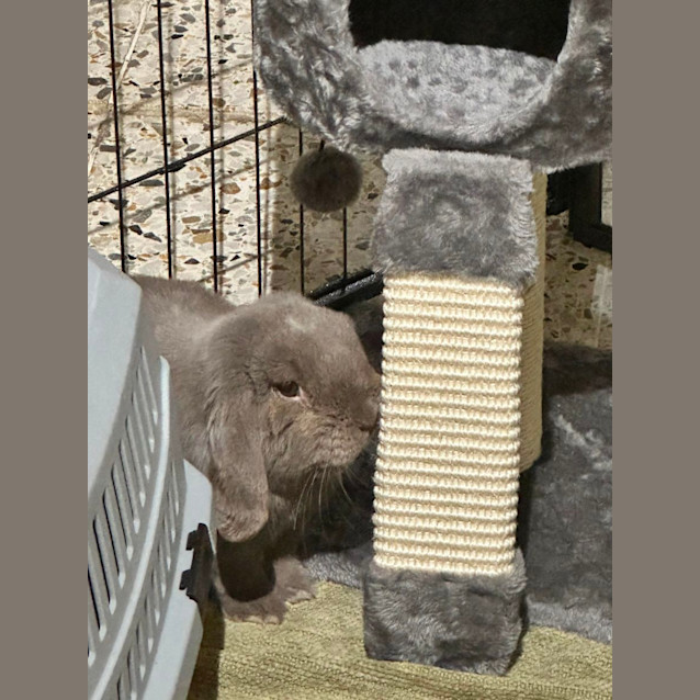 Photo of The Muffin Man