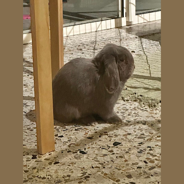 Photo of The Muffin Man