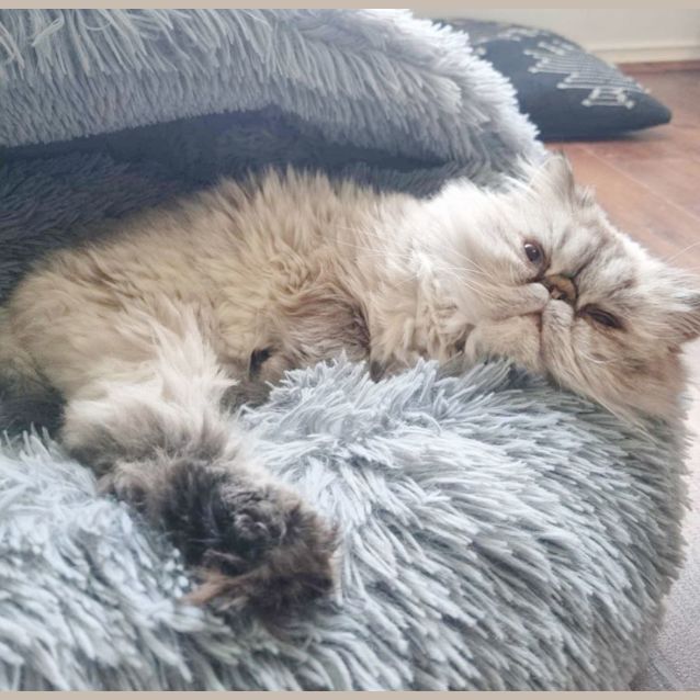 Photo of ⛈Stormy⛈