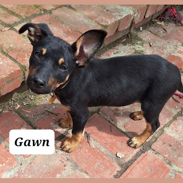 Photo of Gawn